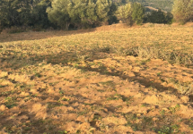 ÇANAKKALE LAPSEKİ GÜRECİ KÖYÜNDE TARLAMIZ SATILIK 